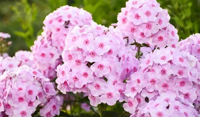 Кореневища флоксів розчепірених: ніжні барви, легкий аромат і витривалість у вашому саду