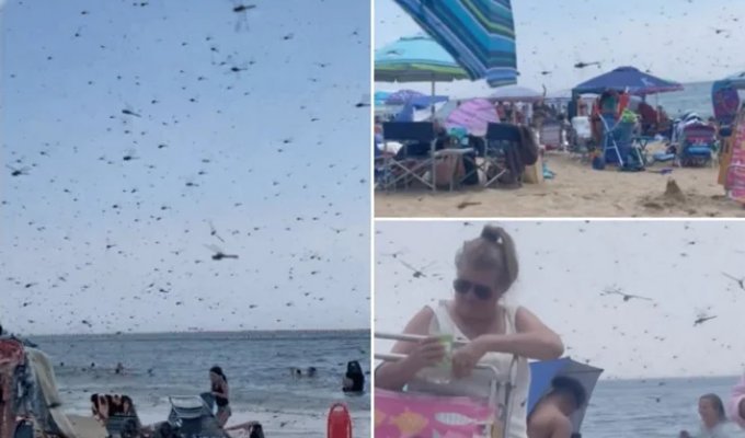 Жуткая напасть: черное "облако" насекомых прогнало туристов с популярного пляжа (2 фото + 1 видео)
