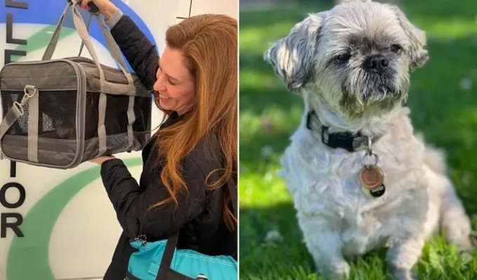 Женщина клонировала покойную собаку за 50 тысяч долларов и теперь жалеет о своём решении (5 фото)