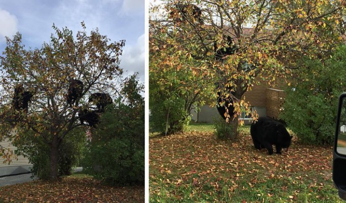 Женщина увидела в своем районе на дереве целое семейство медведей, поедающих яблоки (5 фото)