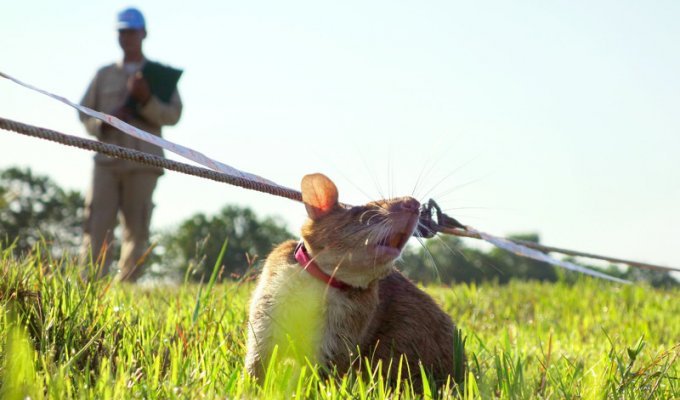 Крысы могут приносить пользу (4 фото)