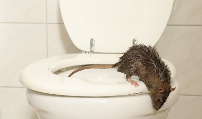 Miraculously escaped death: in Canada, a rat jumped out of the toilet and bit a man (2 photos)