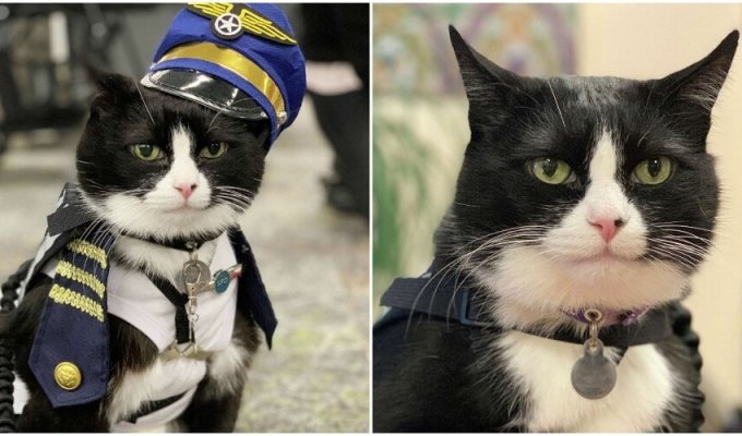 The airport "hired" the cutest cat to calm passengers (7 photos)