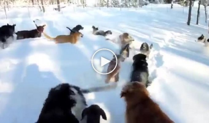 Собаки резвятся в высоком снегу