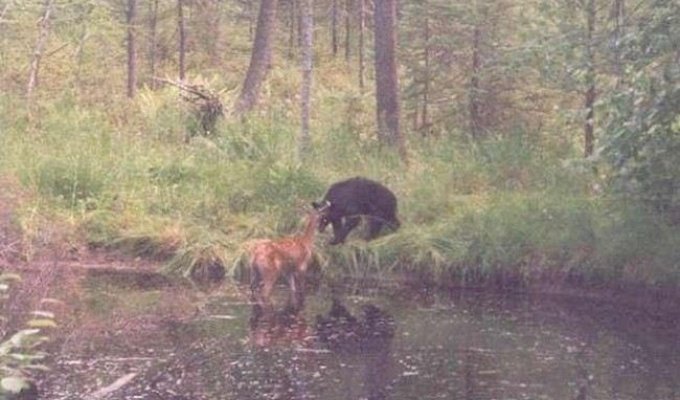 Неравная схватка между оленем и медведем. (4 фото)