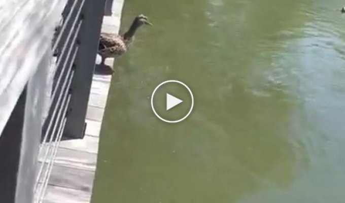 Ducklings jump into the pond after their mother