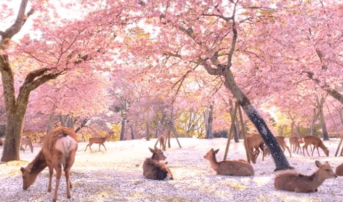 Сказочная сцена в парке, где олени наслаждались цветением сакуры (7 фото)
