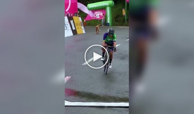 Собака внезапно появилась на трассе посреди велогонки в Колумбии