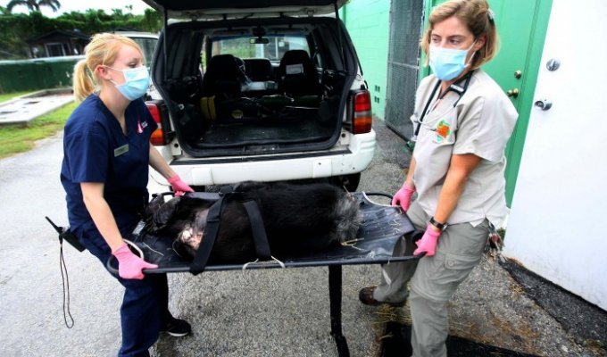 Медицинская помощь для шимпанзе (20 фото)