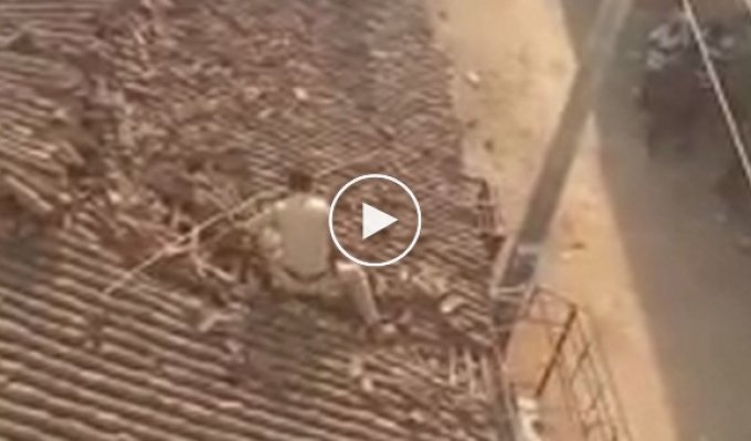 В Индии полицейский прыгнул с крыши, чтобы спастись от леопарда