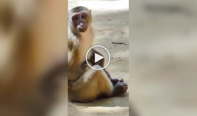 A cute video about the friendship of a monkey and a kitten