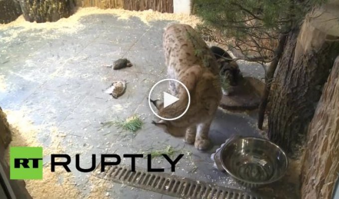 В зоопарке Санкт-Петербурга подружились кошка и рысь