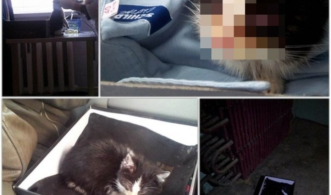 Спасение бездомного котенка (10 фото)