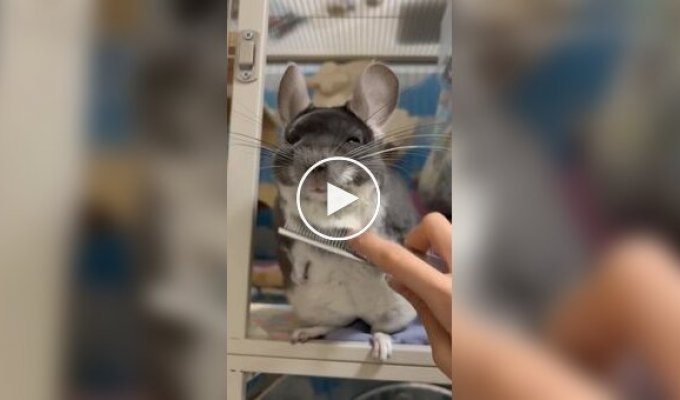 Увага, шиншилу причесали