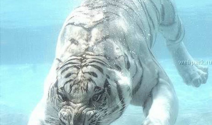 Водоплавающие тигры (33 фото)
