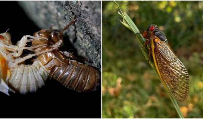For the first time in two centuries: an “invasion” of cicadas is expected in the USA (6 photos)
