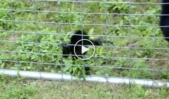 Маленькая обезьянка пытается залезть на забор