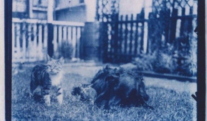 Фотограф случайно нашел негативы 1900-го года и проявил их (2 фото + видео)