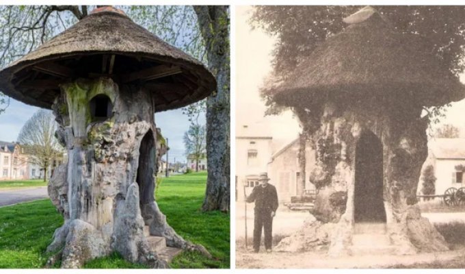 600-летний дом-вяз, который побывал липой и  принял участие в  выставках (12 фото)