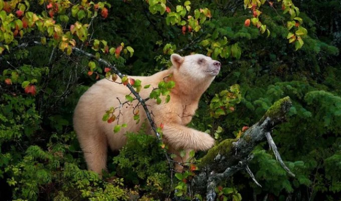 Kermode's bear: why have ordinary bears turned white en masse? (9 photos)