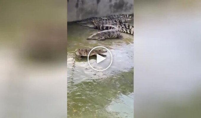 Крокопес: на відео зняли крокодила без хвоста з рідкісною вродженою мутацією