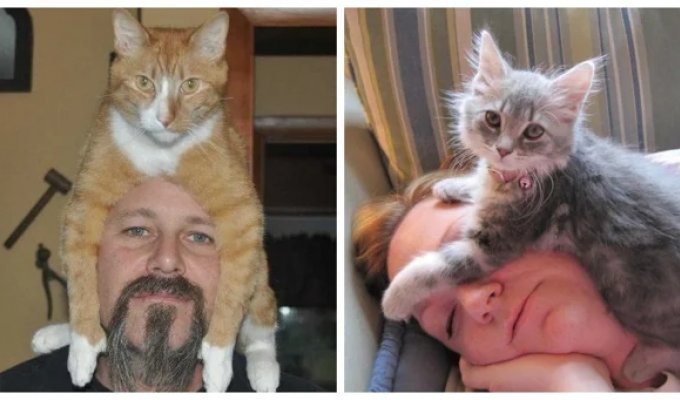 20 Furry Bosses Who Literally Climbed on Their Owners' Heads (21 photos)