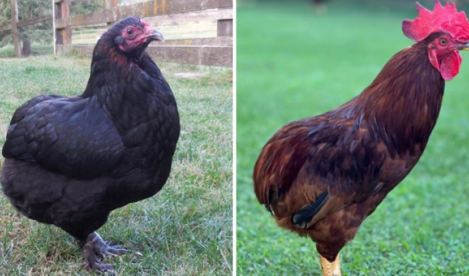 A selection of unusual breeds of poultry (15 photos)