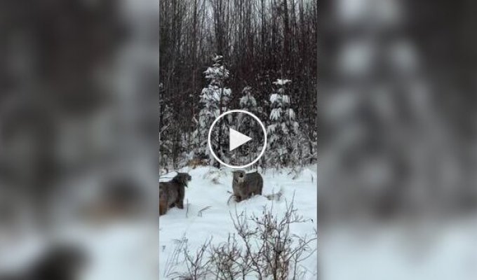 Дикие рыси ведут себя как обычные домашние коты