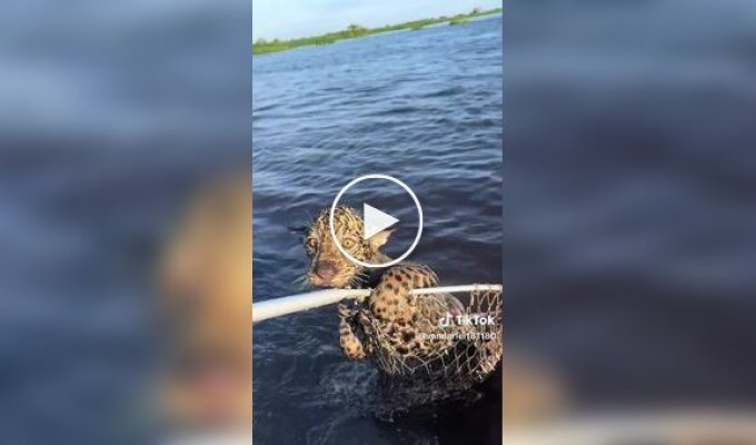 Рыбак выловил из воды и спас детеныша ягуара