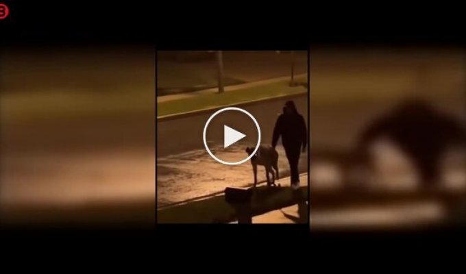 Необычная прогулка: очевидцы приняли собаку за гиену