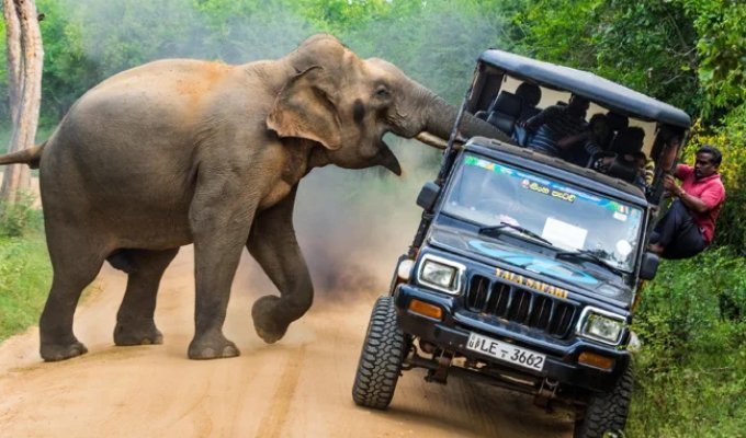 Must: a dangerous time when elephants go crazy with rage and destroy everything they see in search of a female (11 photos)