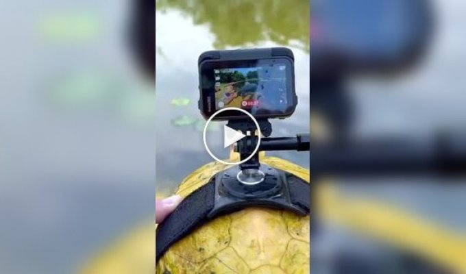 Минута из жизни черепахи