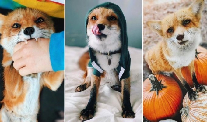 Знакомьтесь! Это самая популярная лиса в Instagram по кличке Джунипер (28 фото)