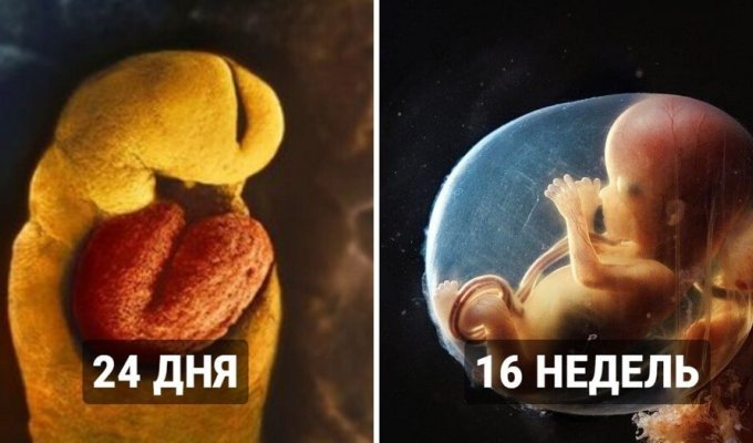 How a child develops: the photographer showed the magical process of the birth of a new life (23 photos)