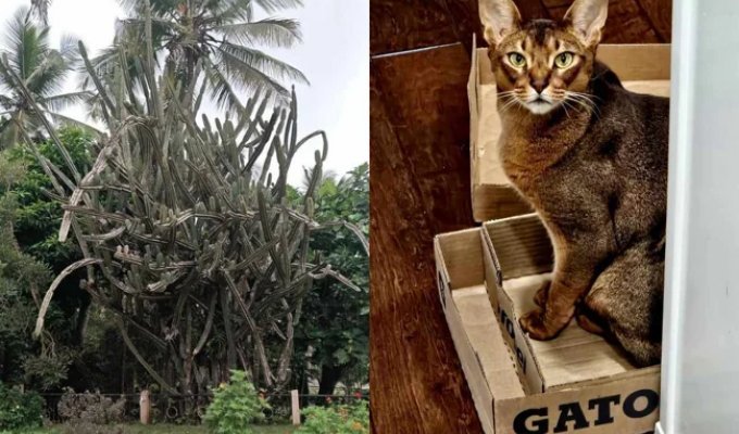 Everyday Wonders: 32 Times Reality Decided to Have a Little Fun (33 photos)