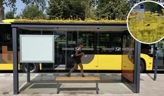 В Нидерландах установили автобусные остановки с растениями на крыше для пчел и шмелей (5 фото)