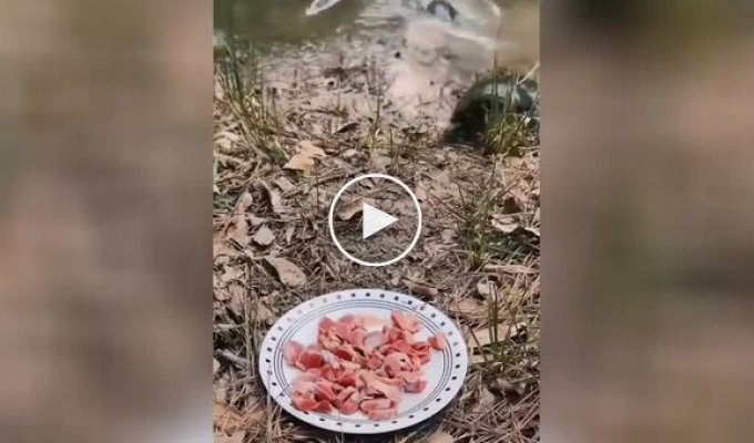 Переиграла и уничтожила: черепаха утащила всю тарелку с вкусняшками