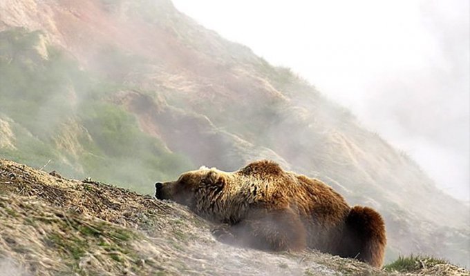 Обжигают ли медведи лапы в гейзерах? (12 фото)