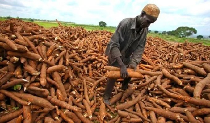 Half a billion people worldwide consume a deadly product (6 photos)