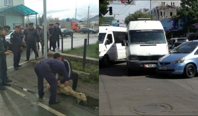 Киргизские гаишники принесли в жертву барана, чтобы сократить количество аварий на дорогах (5 фото)