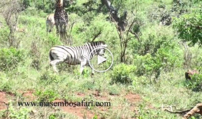 Zebra unexpectedly staged a warthog chase
