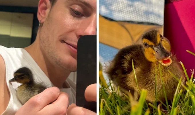 A man found an abandoned egg and took it home (11 photos + 1 video)