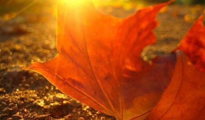 Осень во всей красе (39 фото)