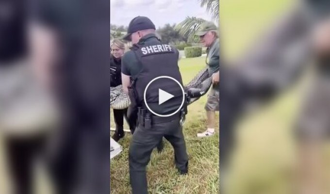 Аллигатор застрял в складном стуле