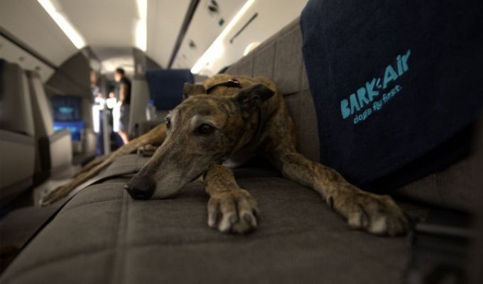 An airline for dogs was created in the USA (2 photos + video)