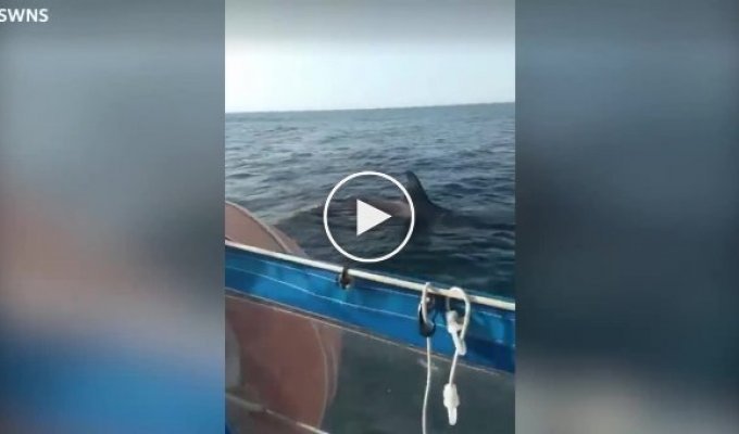 Killer whales attacked a yacht off the coast of Portugal