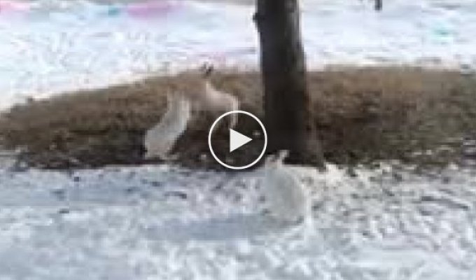 Три кролика устроили забавную потасовку