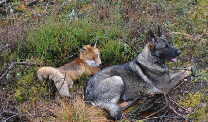 Дружба лисы и собаки (24 фото)
