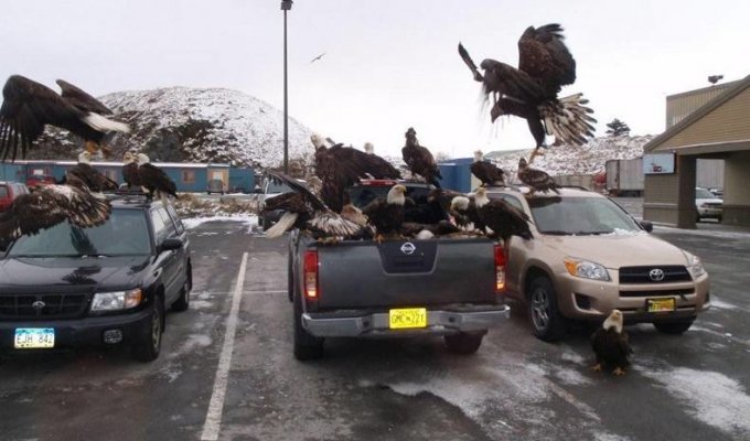 Жизнь в одном из городков Аляски, который просто кишит белоголовыми орланами (2 фото)