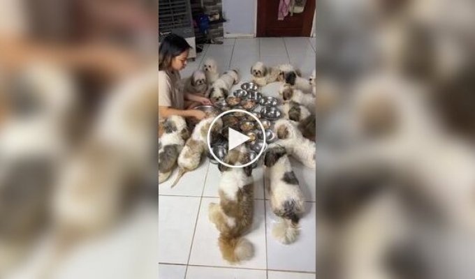 First, let's pray: Almost 20 puppies synchronously wait for permission to eat